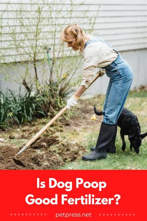 is dog waste good fertilizer